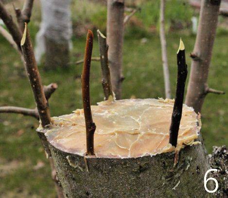 How to plant an apple tree in autumn