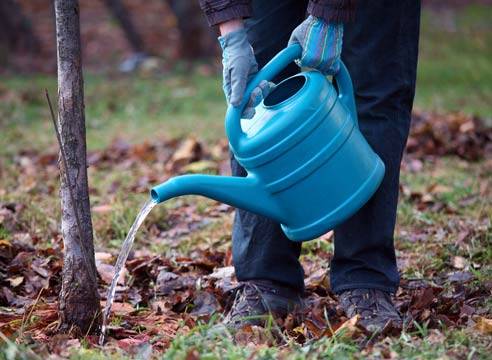 How to plant an apple tree in autumn