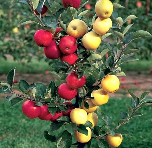 How to plant an apple tree in autumn