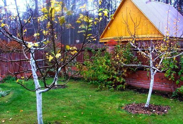 How to plant an apple tree in autumn