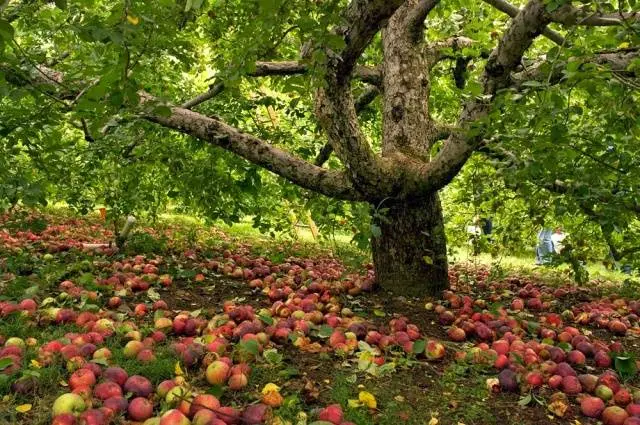 How to plant an apple tree in autumn: a step by step guide