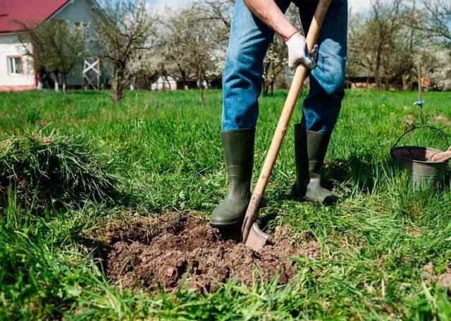 How to plant an apple tree in autumn: a step by step guide