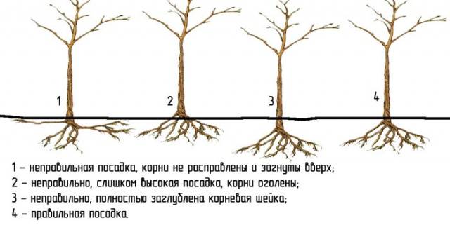 How to plant an apple tree in autumn: a step by step guide