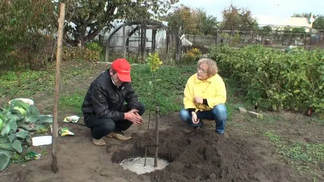 How to plant an apple tree in autumn: a step by step guide