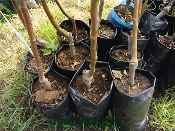 How to plant an apple tree in autumn: a step by step guide