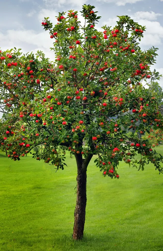 How to plant an apple tree in autumn: a step by step guide