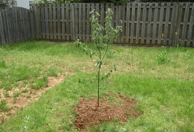 How to plant an apple tree in autumn in Siberia