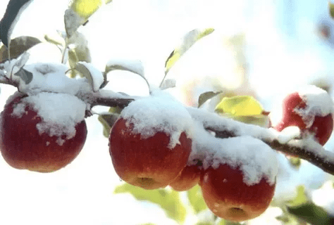 How to plant an apple tree in autumn in Siberia