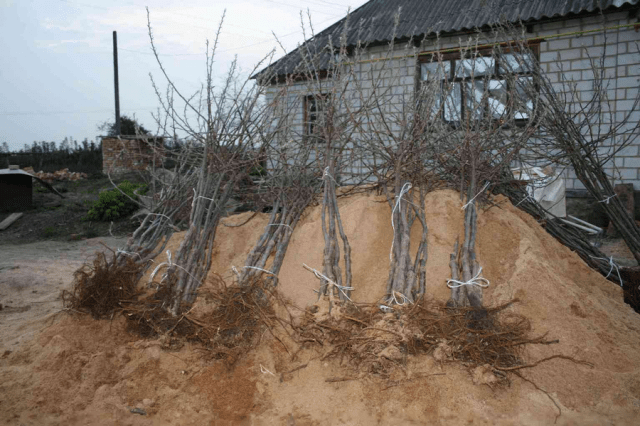 How to plant an apple tree in autumn in Siberia