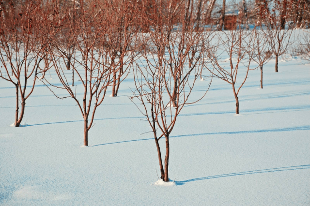 How to plant an apple tree in autumn in Siberia