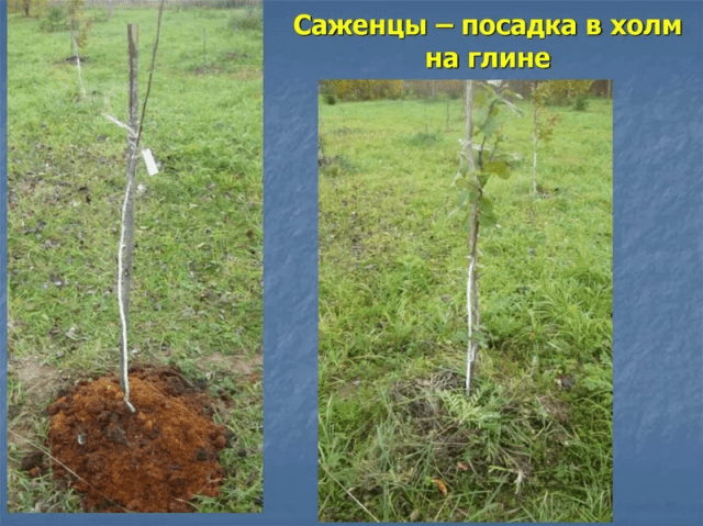 How to plant an apple tree in autumn in Siberia