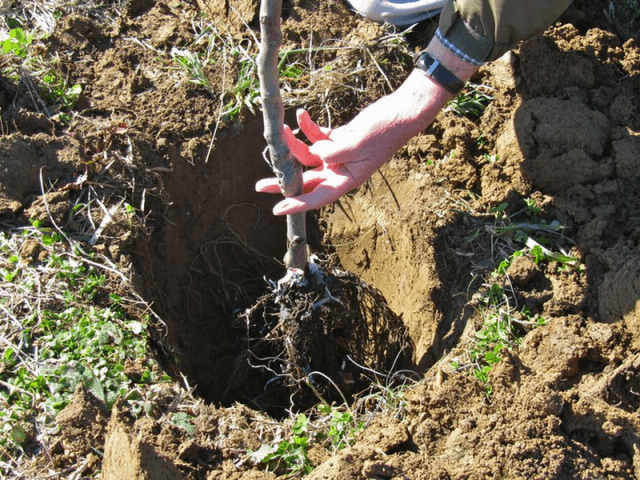 How to plant an apple tree in autumn in Siberia