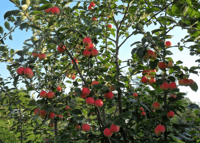 How to plant an apple tree in autumn in Siberia