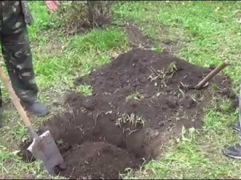 How to plant an apple tree in autumn in Siberia