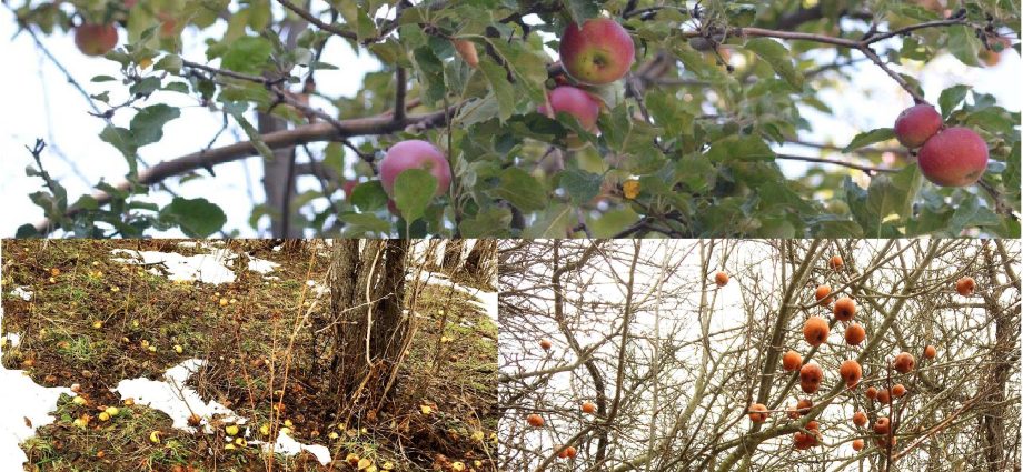 How to plant an apple tree in autumn in Siberia