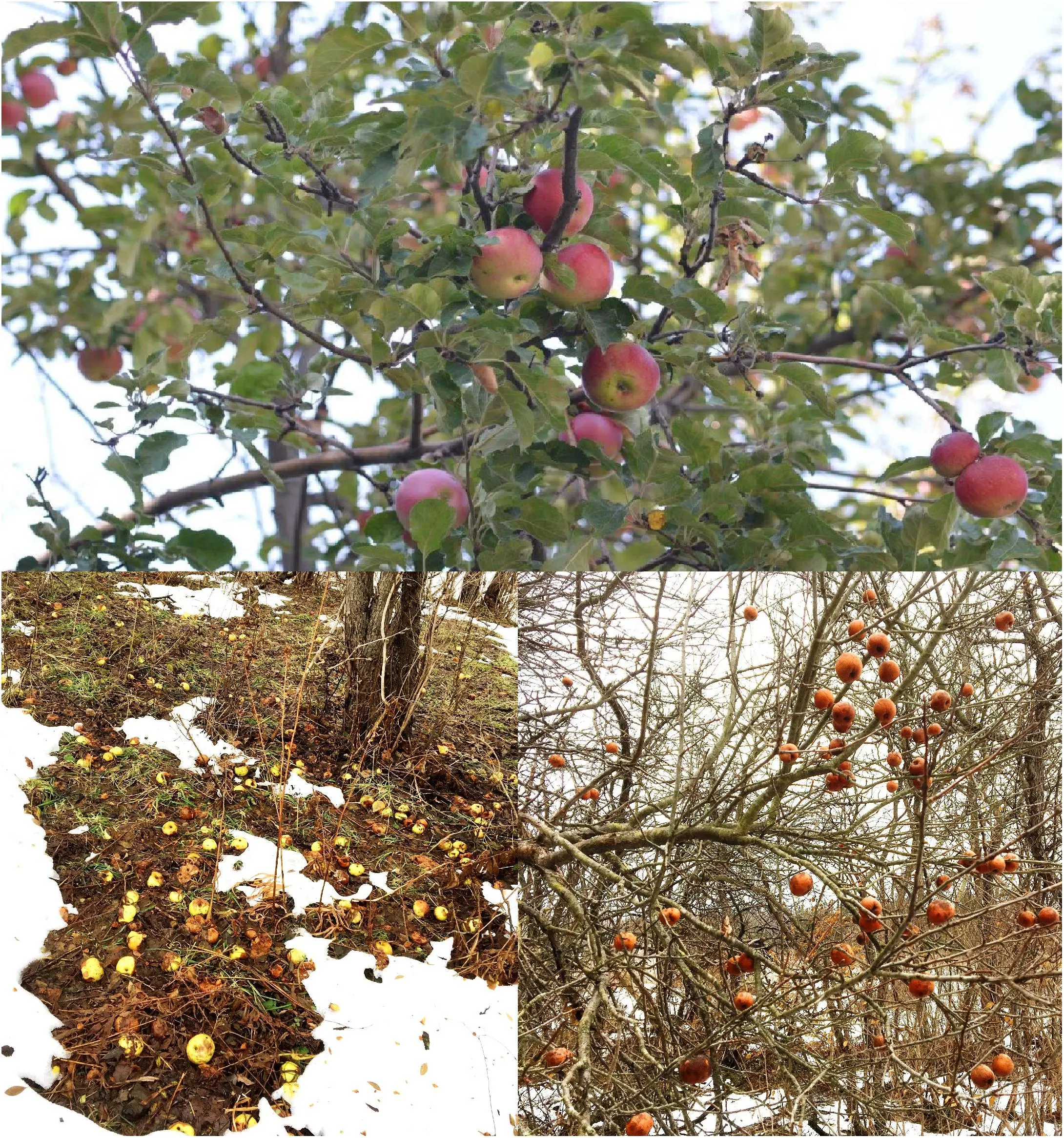 How to plant an apple tree in autumn in Siberia