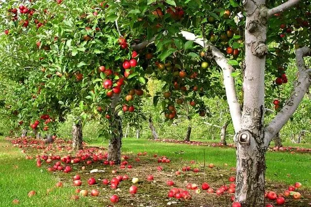 How to plant an apple tree in autumn in the Urals