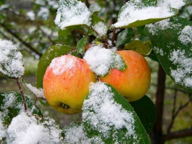 How to plant an apple tree in autumn in the Urals