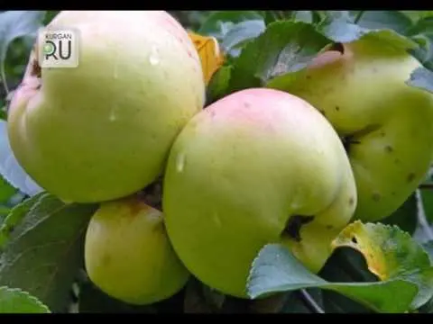 How to plant an apple tree in autumn in the Urals