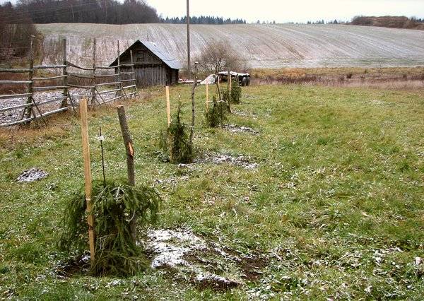 How to plant an apple tree in autumn in the Urals