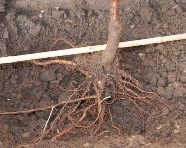 How to plant an apple tree in autumn in the Urals