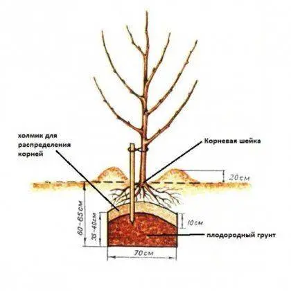 How to plant an apple tree in autumn in the Urals