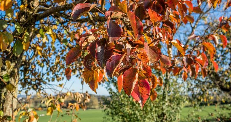 How to plant an apple tree in autumn in the Urals