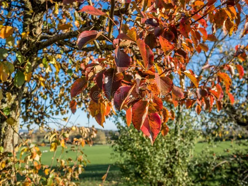 How to plant an apple tree in autumn in the Urals