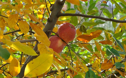 How to plant an apple tree in autumn