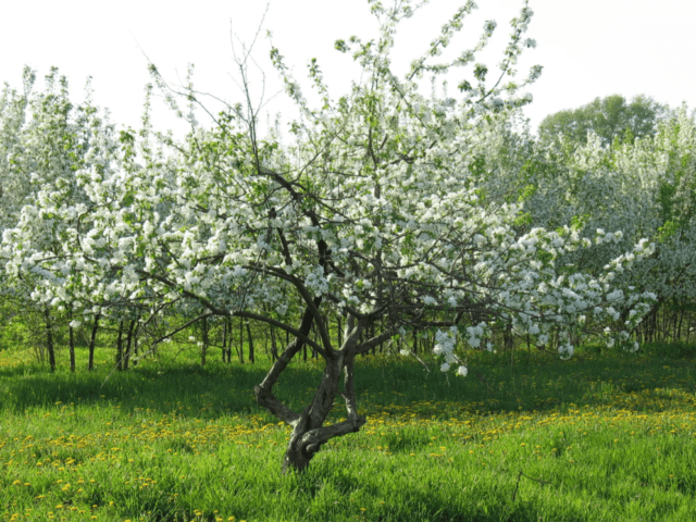 How to plant an apple tree in spring in Siberia