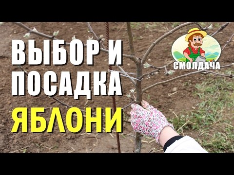 How to plant an apple tree in spring in Siberia