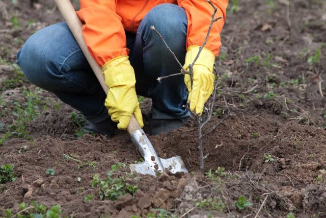 How to plant an apple tree in spring in the Urals