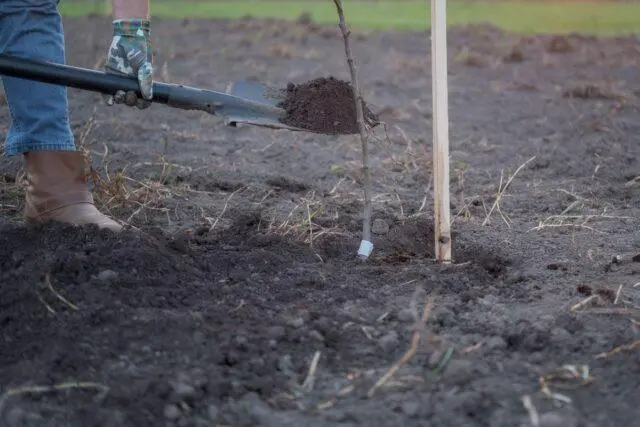 How to plant an apple tree in spring in the Urals