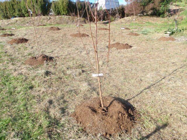 How to plant an apple tree in spring in the Urals