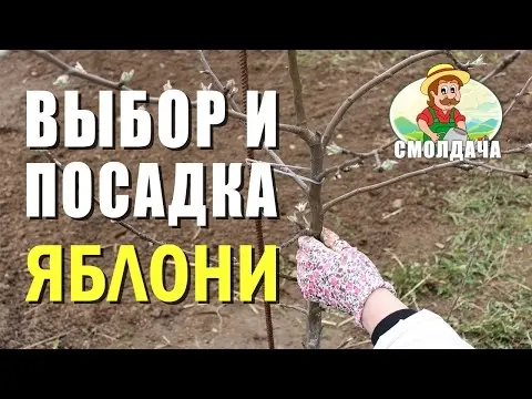 How to plant an apple tree in spring in the Urals