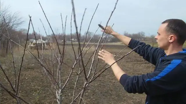 How to plant an apple tree in spring in the Urals