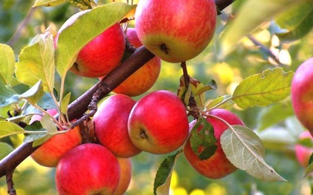 How to plant an apple tree in spring step by step + video