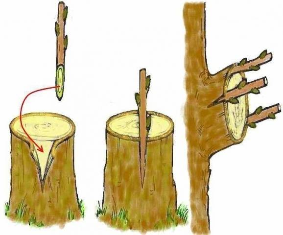 How to plant an apple tree in spring step by step + video