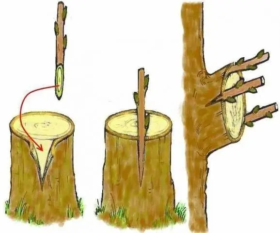 How to plant an apple tree in spring step by step + video