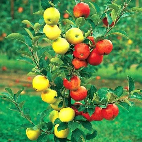 How to plant an apple tree in spring step by step + video