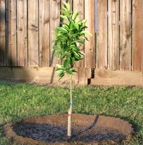 How to plant an apple tree in spring step by step + video