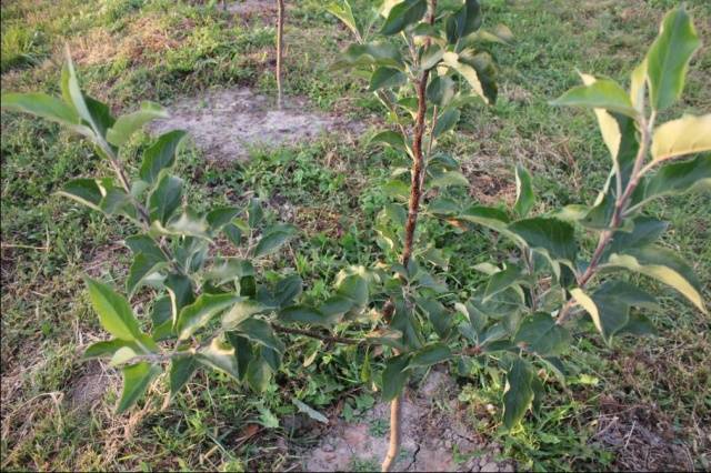 How to plant an apple tree in spring step by step + video