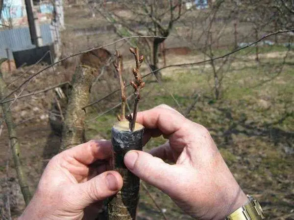 How to plant an apple tree in spring step by step + video