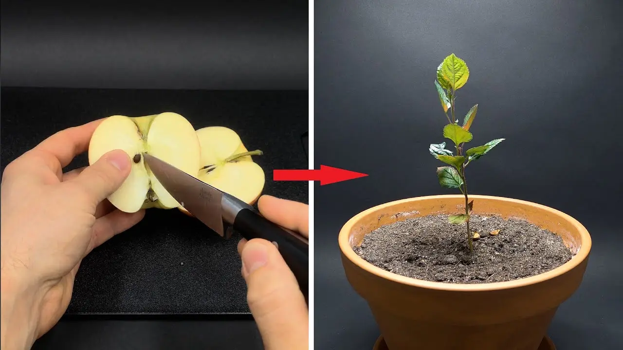 How to plant an apple tree in spring step by step + video