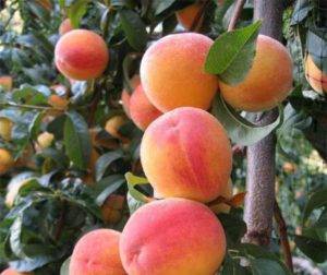 How to plant an apricot: 6 popular ways