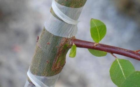 How to plant an apricot: 6 popular ways