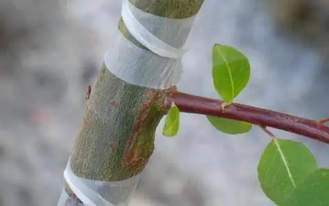 How to plant an apricot: 6 popular ways