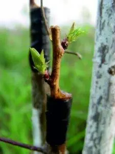 How to plant an apricot: 6 popular ways