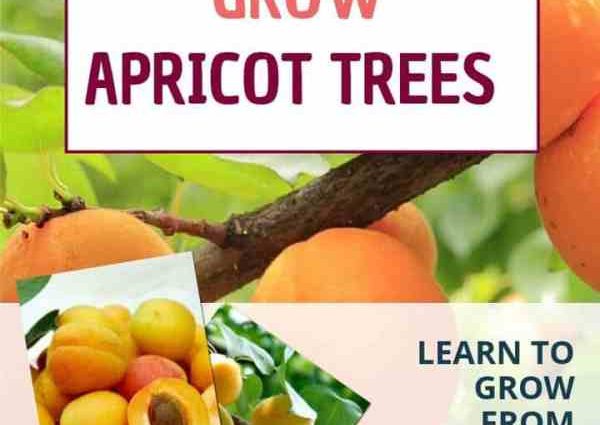 How to plant an apricot: 6 popular ways