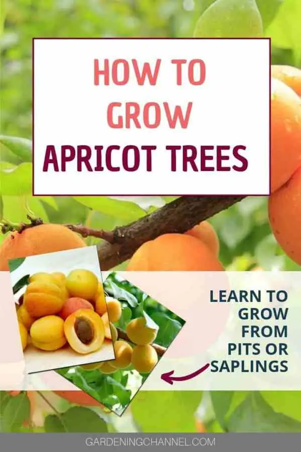 How to plant an apricot: 6 popular ways